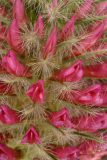 Trifolium rubens RCP6-06 198.jpg